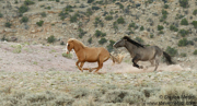 MUSTANGS!